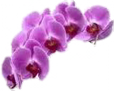 bloemen-links