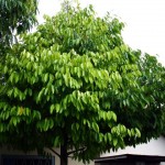 Gnetum_gnemon_boom