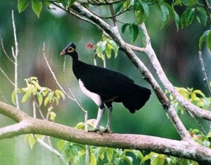 Maleo-standing