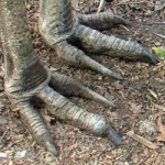 ceasaurus poten