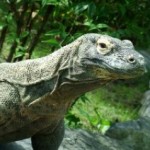 komodo-dragon_2396585