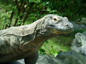 komodo-dragon_2396585