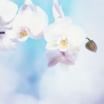 Orchidee