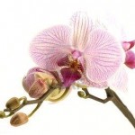 orchidee