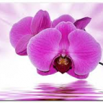 orchidee
