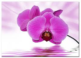 orchidee