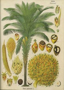 botanische-prent-van-een-oliepalm-uit-koehler-1887
